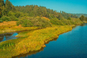 autumn, forest, grass, river, the sky, trees