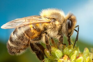 abeille, bokeh, fleur, insecte, ailes