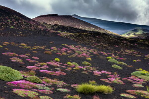 fiori, montagne, natura, il cielo