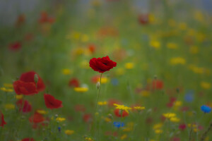 field, grass, Maki, meadow