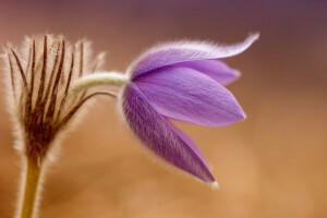 kruis groot, bloem, macro, sleutelbloem, slaap lekker, slaap-gras, voorjaar