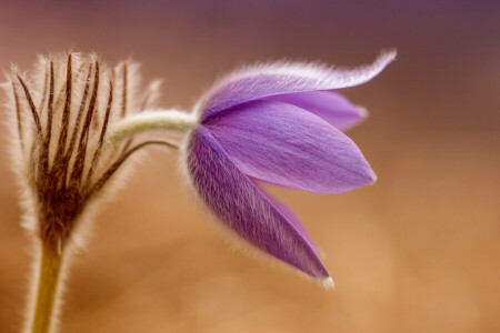 cross large, flower, macro, primrose, sleep great, sleep-grass, spring