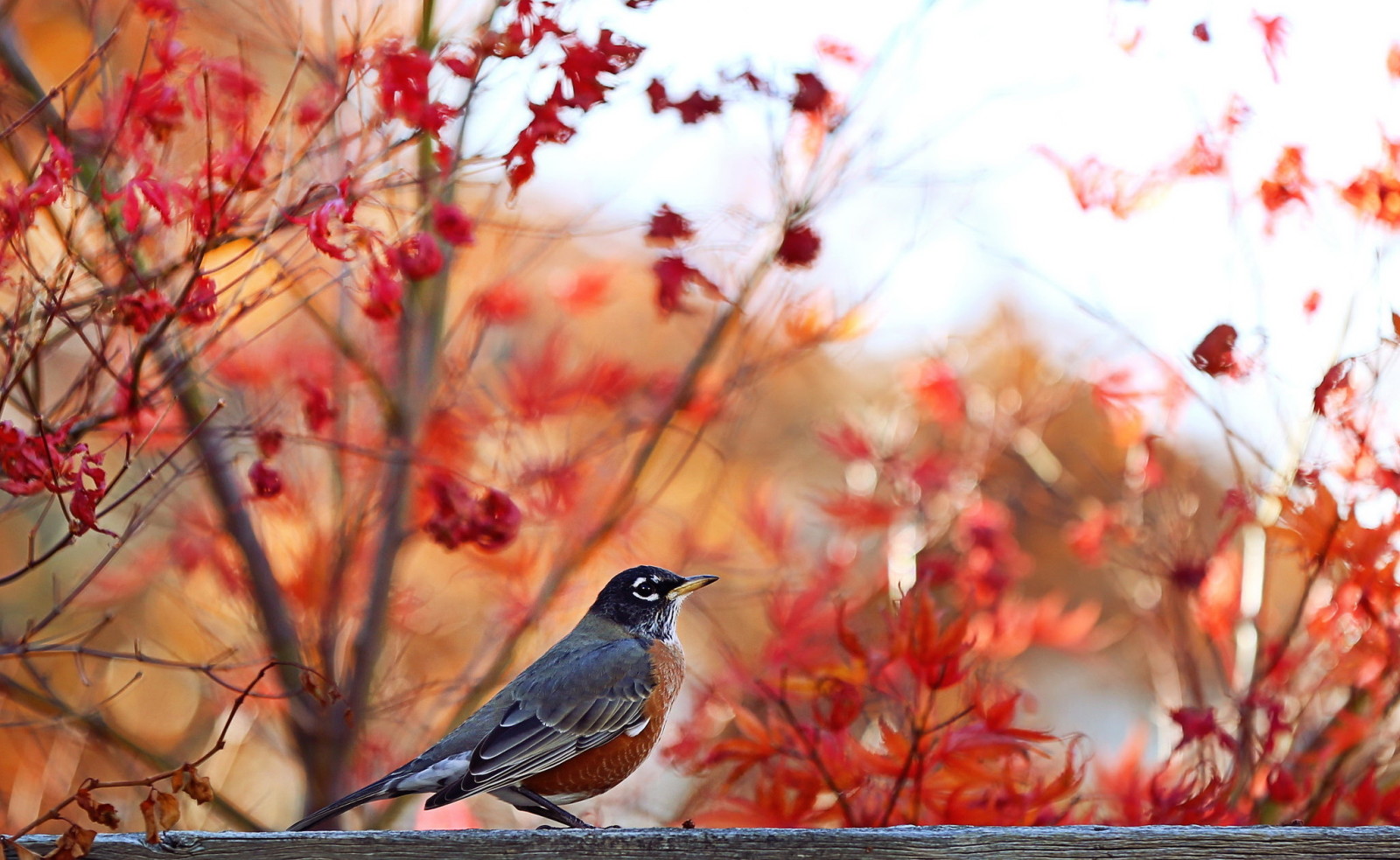 autunno, natura, uccello