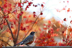 autumn, bird, nature