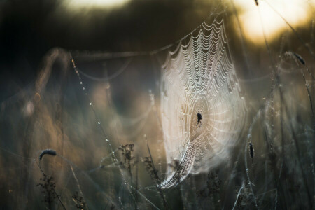 herfst, natuur, web