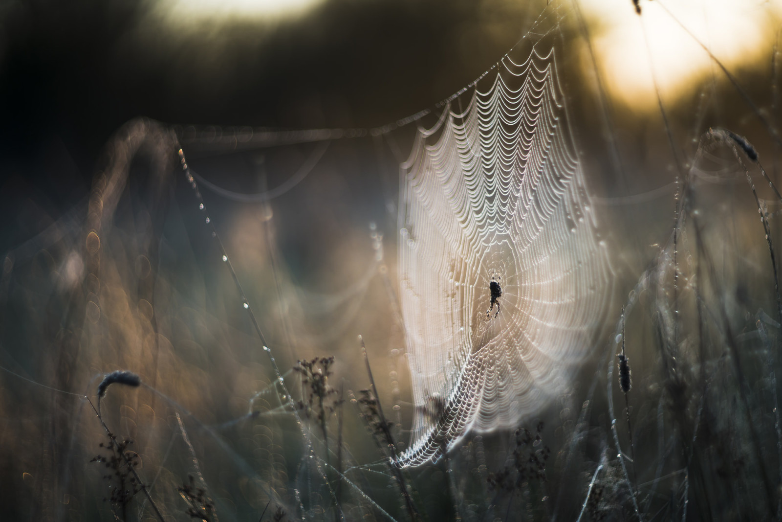 Herbst, Natur, Netz