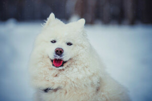 cachorro, face, língua, Veja, Samoieda, neve, branco, inverno