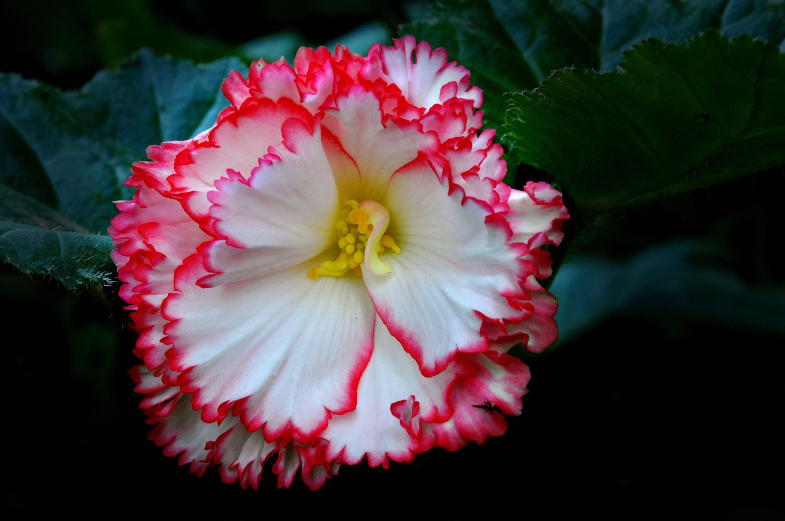 hojas, flor, pétalos, begonia