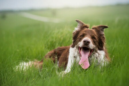 Hund, jeder, aussehen