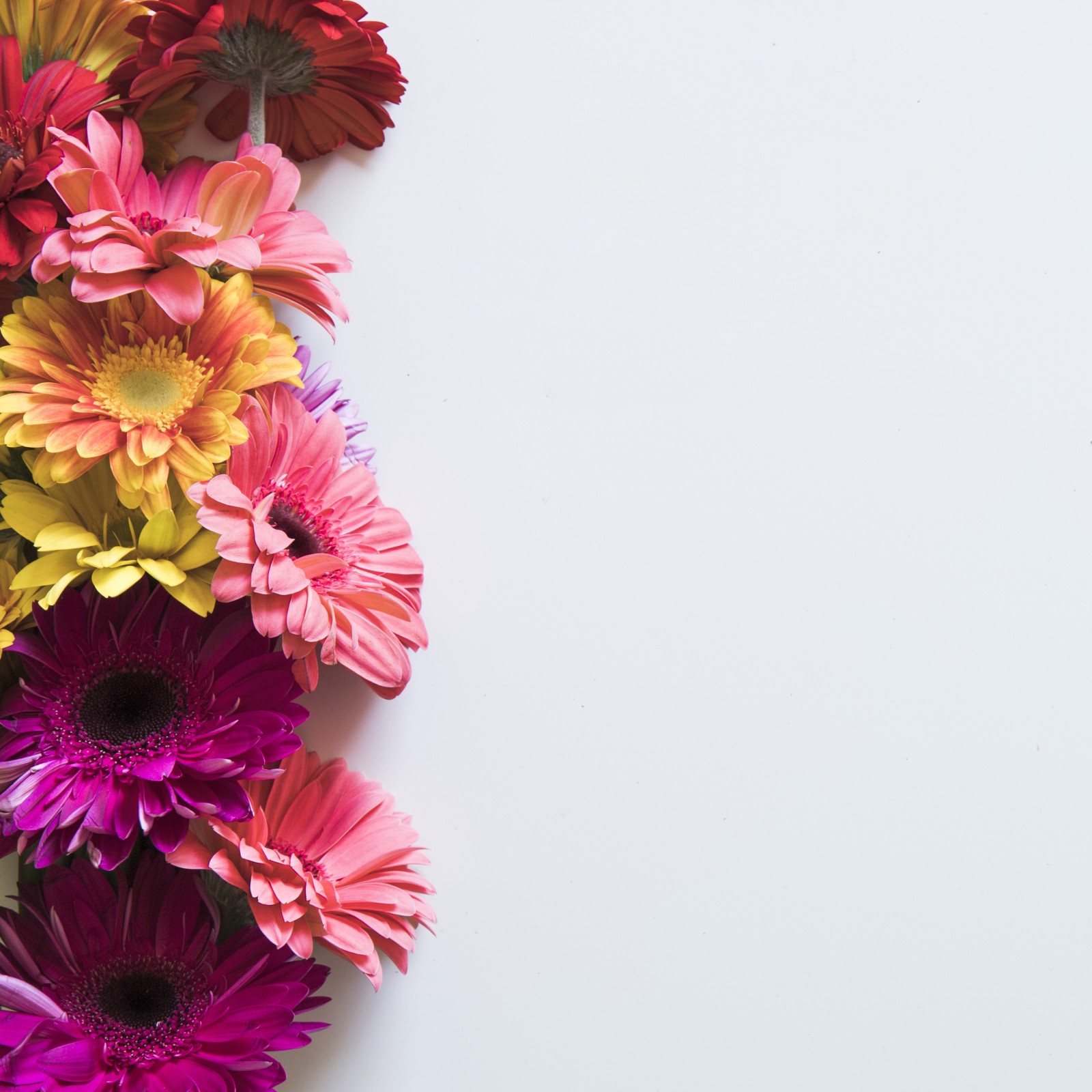 bakgrunn, blomster, Gerbera