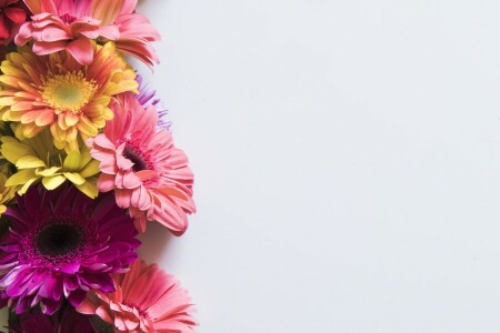 Contexte, fleurs, Gerbera