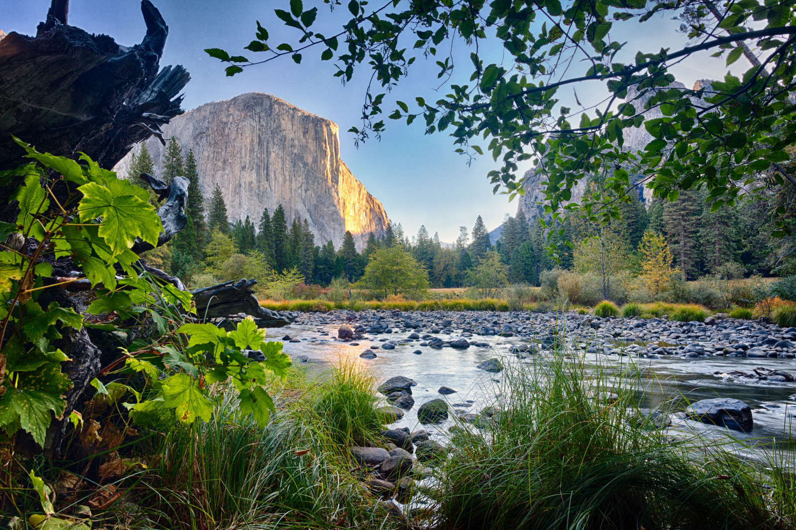 grass, branches, river, stones, rock