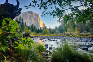 branches, grass, river, rock, stones