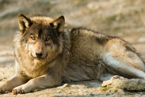 kijken, roofdier, wolf