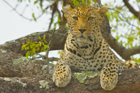 Leopard, dívej se, na stromě, divoká kočka