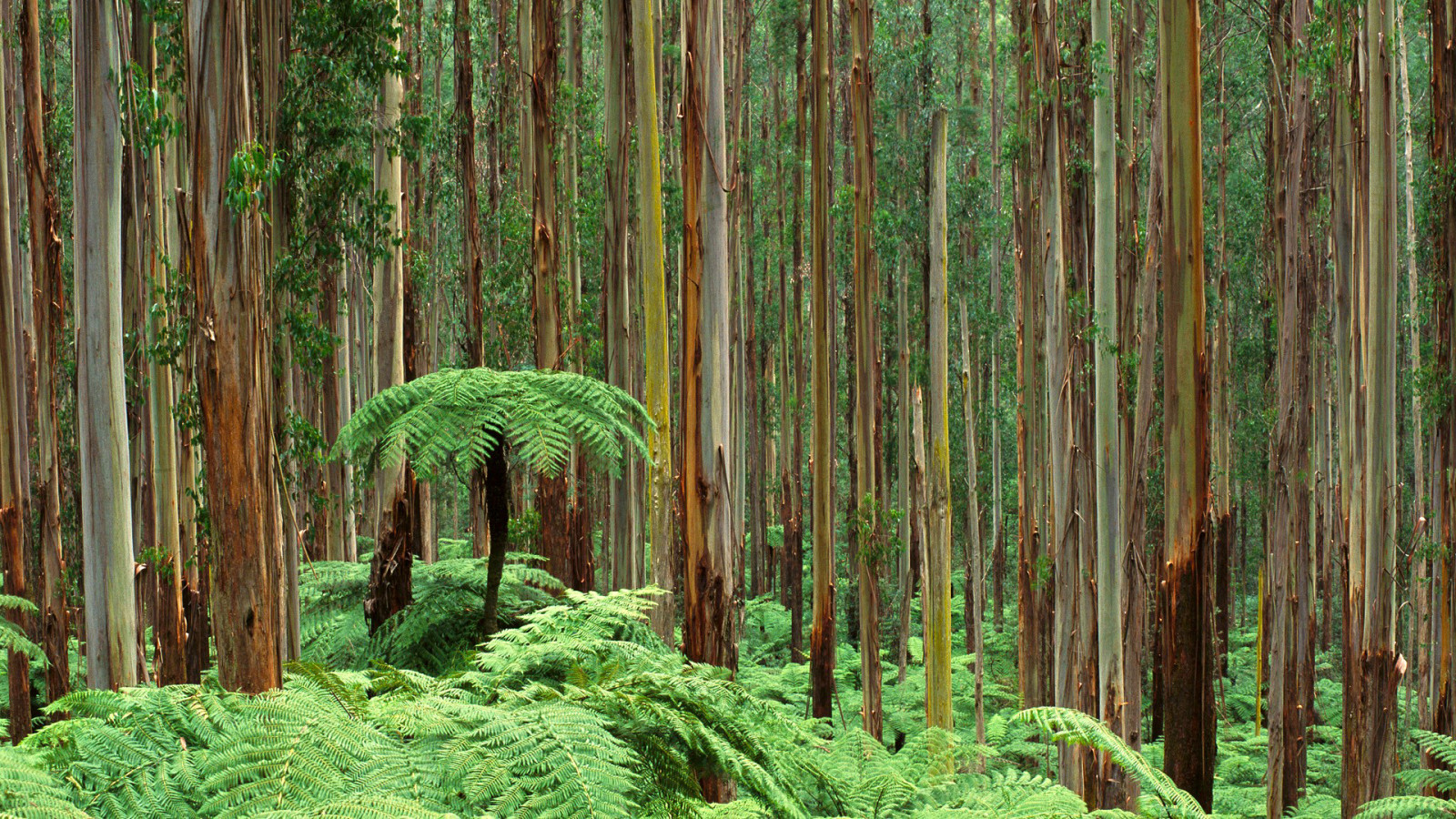 forest, grass, trees, trunk, fern