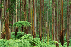 helecho, bosque, césped, arboles, maletero