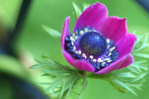 anemone, makro