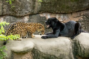 Jaguar noir, la grâce, sourire, jaguars, paire, Panthère, chats sauvages, zoo