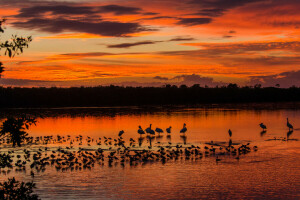 vogelstand, wolken, Woud, meer, zonsondergang, de lucht, bomen