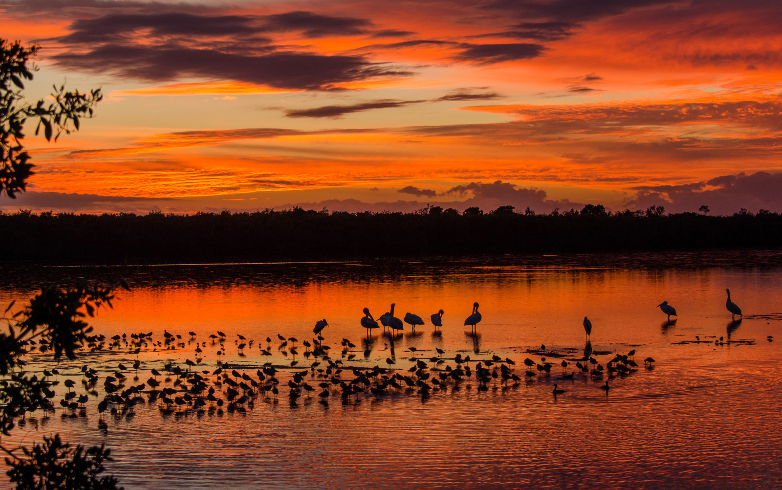 forest, the sky, lake, sunset, trees, clouds, birds