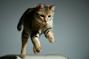 background, cat, jump