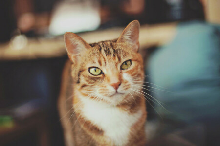 gatto, grigio-rosso, Guarda, in posa