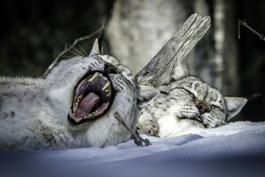 un paio, lince, bocca, dormire, neve, restare, inverno, sbadiglio