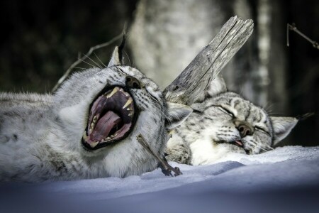 una pareja, lince, boca, dormir, nieve, permanecer, invierno, bostezo