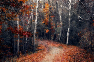 autunno, foresta, natura