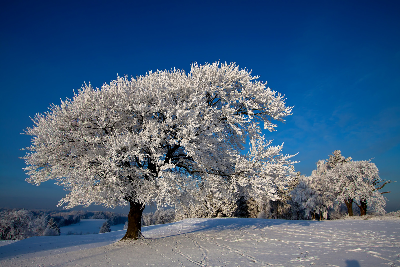 nieve, naturaleza, invierno, arboles, foto