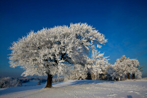 natureza, foto, neve, árvores, inverno