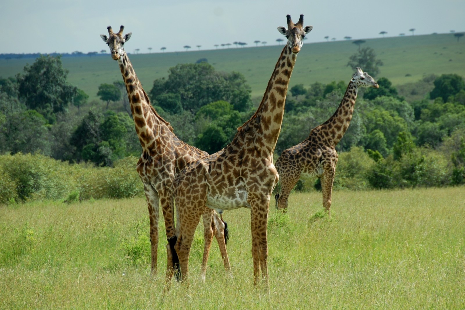 pair, animals, giraffes