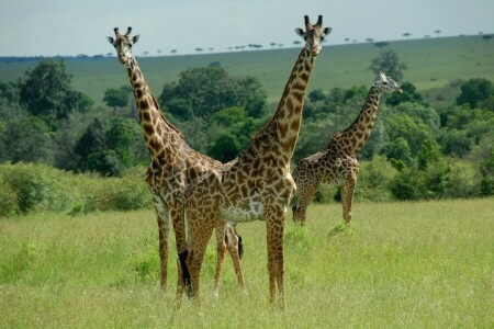 animais, girafas, par