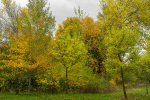 otoño, nubes, césped, el cielo, arboles