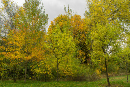 l'automne, des nuages, herbe, Le ciel, des arbres