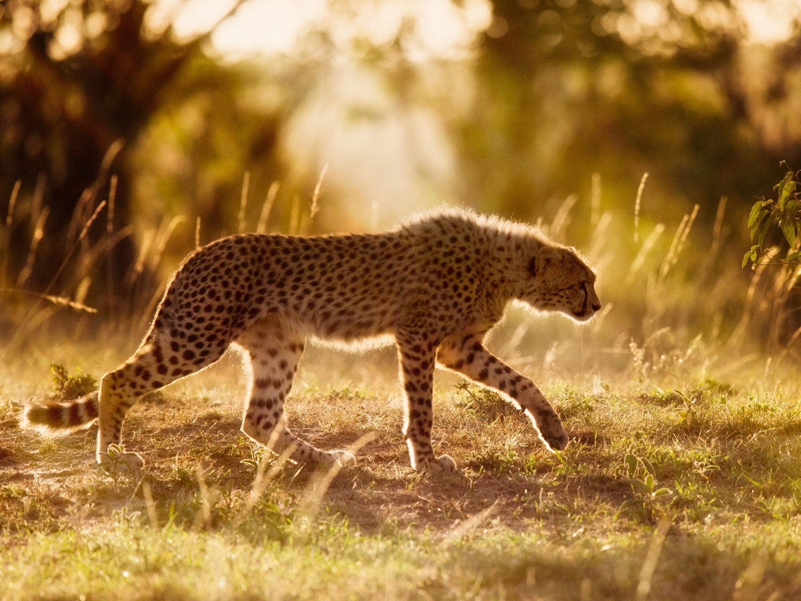 gato selvagem, África, guepardo