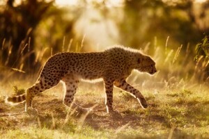 Afrique, guépard, chat sauvage