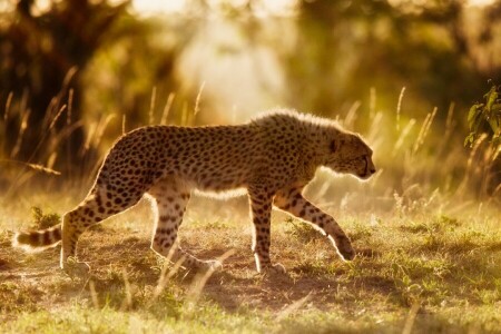 Afrika, Cheetah, villkatt