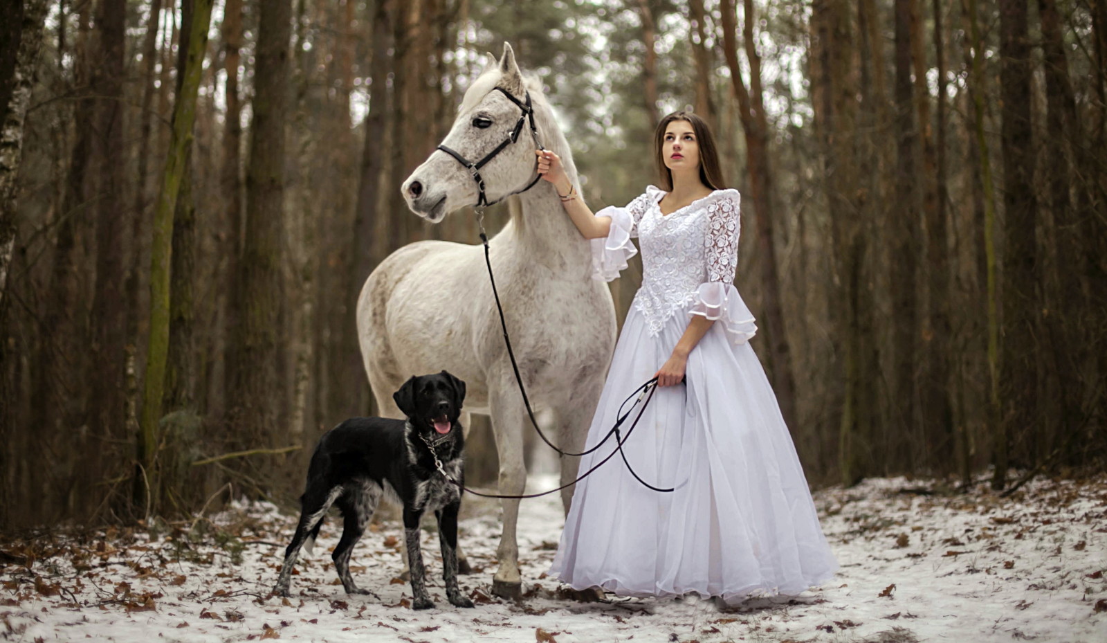 cane, ragazza, cavallo