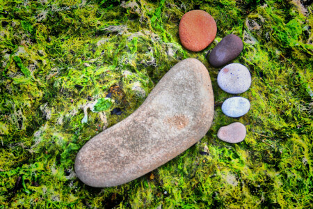 colorful, foot, moss, stones