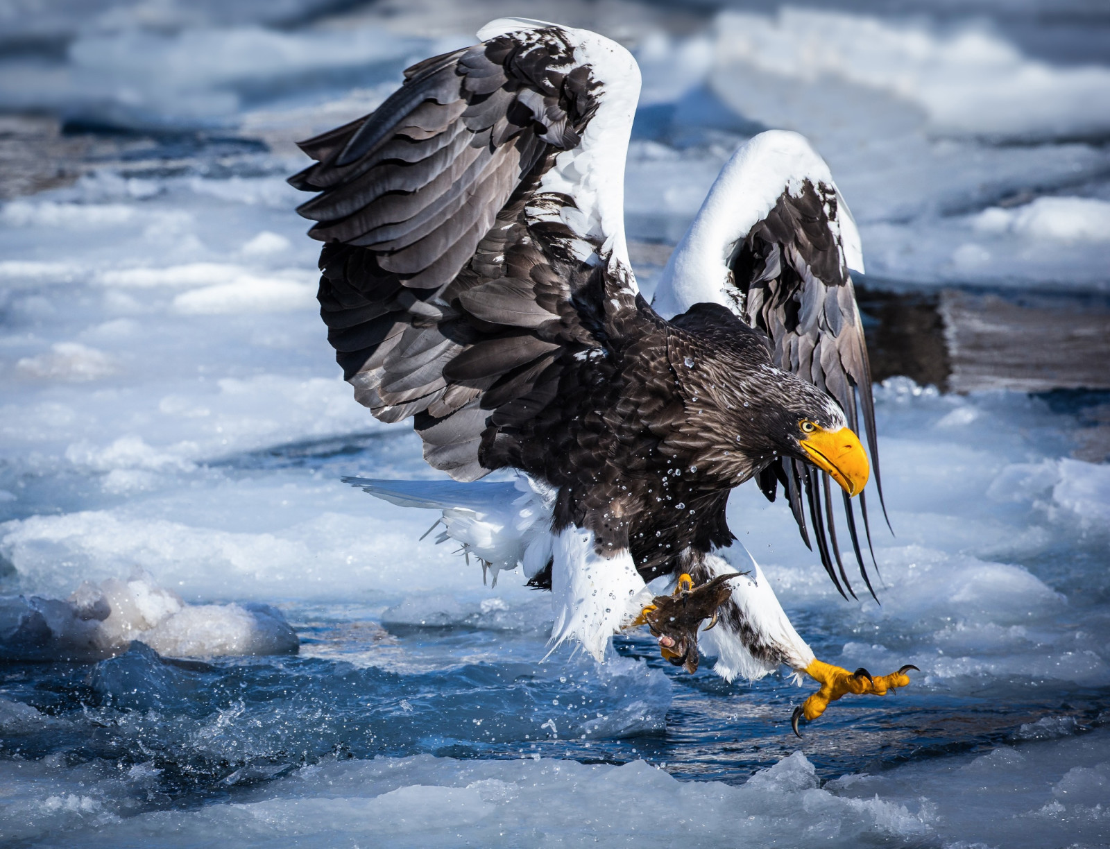 Schnee, Fluss, Eis, Fang, Stellers Seeadler