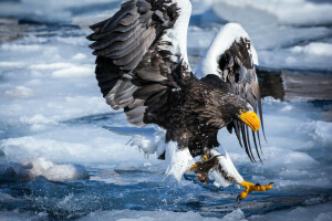 capture, la glace, rivière, neige, Aigle de mer de Steller