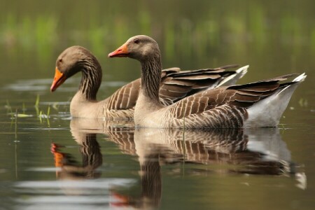 birds, geese, goose, grey, pair, pond, reflection, swimming