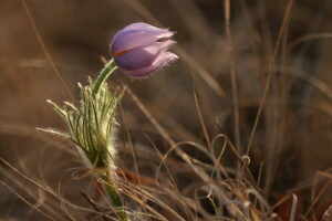 blomst, natur, forår