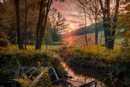 otoño, bosque, río