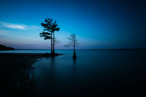 nuit, mer, arbre