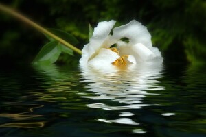 pivoine, réflexion, l'eau, blanc