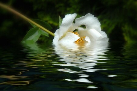 peony, reflection, water, white