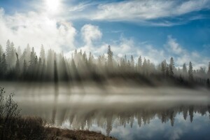 fog, light, morning, river